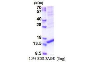 SDS-PAGE (SDS) image for Age-Related Maculopathy Susceptibility 2 (ARMS2) (AA 1-107) protein (His tag) (ABIN6387354)