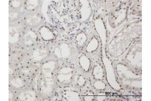 Immunoperoxidase of purified MaxPab antibody to XRCC1 on formalin-fixed paraffin-embedded human kidney.