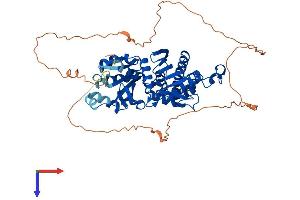 AlphaFold protein structure predicition of Mouse Recombinant Pank1 Protein, UniprotID Q8K4K6