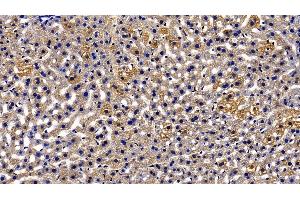 Detection of ORM2 in Mouse Liver Tissue using Polyclonal Antibody to Orosomucoid 2 (ORM2) (Orosomucoid 2 anticorps  (AA 19-207))
