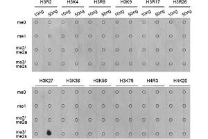 Dot-blot analysis of various methylation peptides using Trimethyl-Histone H3-K27 antibody (ABIN5969810). (Histone 3 anticorps  (H3K27me3))