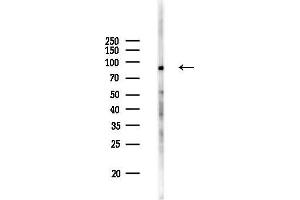 Western blot analysis of lysates from Rat liver, using HSPL Antibody at 1/1000 dilution.