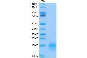 Biotinylated Mouse BCMA on Tris-Bis PAGE under reduced condition.