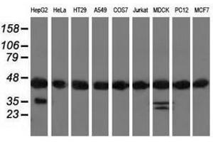 Image no. 2 for anti-DnaJ (Hsp40) Homolog, Subfamily A, Member 2 (DNAJA2) antibody (ABIN1497864) (DNAJA2 anticorps)