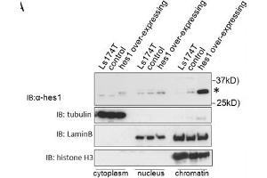 HES1 antibody - N-terminal region  validated by WB using transfected Ls174Tcell lysate at 1ug/ml.