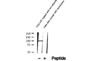 Western blot analysis of extracts of HeLa cells treated with nocodazole , using Phospho-MCM3 (Ser112) Antibody.