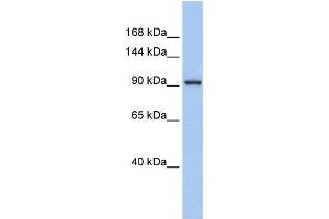 Western Blotting (WB) image for anti-Zinc Finger Protein 295 (ZNF295) antibody (ABIN2457974) (ZNF295 anticorps)
