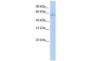 Copine IV antibody used at 1 ug/ml to detect target protein. (Copine IV anticorps  (N-Term))