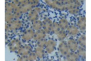 Detection of MMP14 in Mouse Kidney Tissue using Polyclonal Antibody to Matrix Metalloproteinase 14 (MMP14)