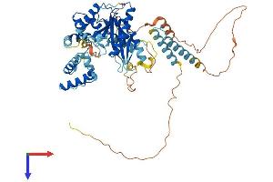 AlphaFold protein structure predicition of Mouse Recombinant Jrk Protein, UniprotID Q60976