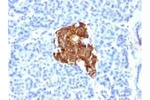 IHC testing of human pancreas stained with Insulin antibody (E2-E3). (Insulin anticorps  (AA 1-84))