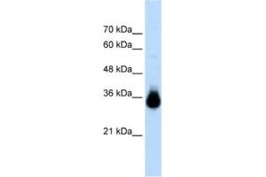 Western Blotting (WB) image for anti-Homeobox C9 (HOXC9) antibody (ABIN2461221) (HOXC9 anticorps)