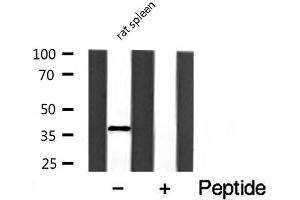 Western blot analysis of extracts of rat spleen cell lines, using HNRNPA2B1 antibody.