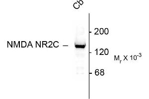 Western blots of 10 ug of rat cerebellar lysate showing specific immunolabeling of the ~140k NR2C subunit of the NMDA receptor. (GRIN2C anticorps  (N-Term))