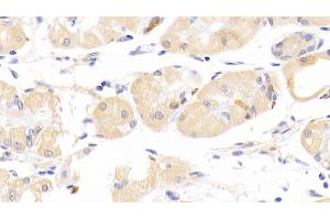 Detection of PLA2G12 in Mouse Stomach Tissue using Polyclonal Antibody to Phospholipase A2, Group XII (PLA2G12)