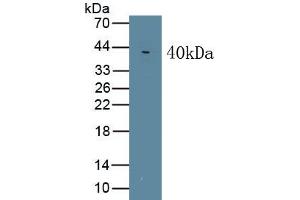 Detection of Recombinant WNT5A, Mouse using Monoclonal Antibody to Wingless Type MMTV Integration Site Family, Member 5A (WNT5A)