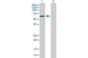 Western Blot analysis of FAM82C expression in transfected 293T cell line by FAM82C MaxPab polyclonal antibody.