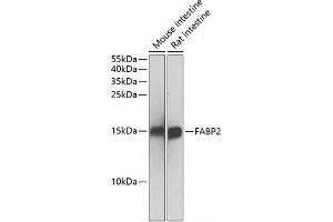 Western blot analysis of extracts of various cell lines using FABP2 Polyclonal Antibody at dilution of 1:500. (FABP2 anticorps)