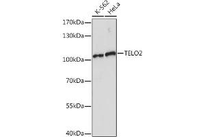 Western blot analysis of extracts of various cell lines, using TELO2 Rabbit pAb (ABIN7270760) at 1:1000 dilution. (TELO2 anticorps  (AA 450-550))