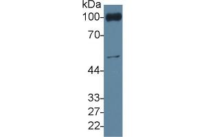 Rabbit Capture antibody from the kit in WB with Positive Control: Mouse blood cells lysate. (CD31 Kit ELISA)
