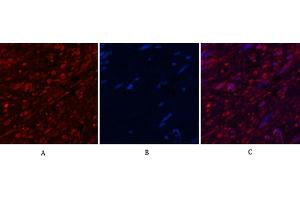 Immunofluorescence analysis of human appendix tissue. (Aquaporin 4 anticorps)