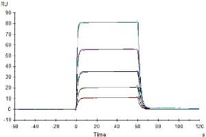 Human CD155, hFc Tag captured on Protein A chip, can bind Human DNAM-1, His Tag with an affinity constant of 0.