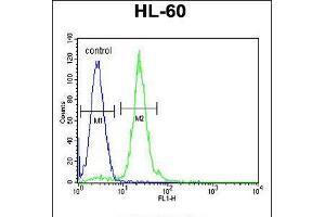 Flow cytometric analysis of HL-60 cells (right histogram) compared to a negative control cell (left histogram). (CPT1C anticorps  (C-Term))