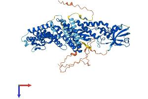 AlphaFold protein structure predicition of Mouse Recombinant Rhpn2 Protein, UniprotID Q8BWR8