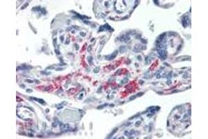 Immunohistochemistry analysis of human placenta tissue stained with Syntaxin 13, mAb (15G2) at 20 μg/mL. (Syntaxin 12 anticorps  (Cytoplasmic Domain))
