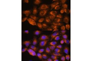 anti-Adrenoceptor alpha 1A (ADRA1A) (AA 346-475) antibody