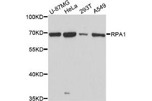 Western blot analysis of extracts of various cell lines, using RPA1 antibody. (RPA1 anticorps)