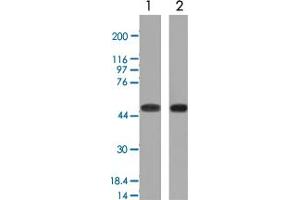 Western Blot (Cell lysate) analysis with NAPSA monoclonal antibody, clone NAPSA/1239 : 1. (NAPSA anticorps)