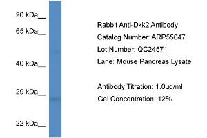 Western Blotting (WB) image for anti-Dickkopf 2 Homolog (DKK2) (Middle Region) antibody (ABIN2786024) (DKK2 anticorps  (Middle Region))