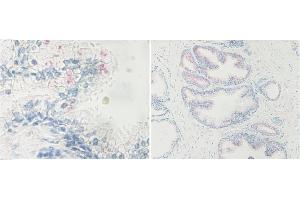 Image no. 4 for anti-Nanog Homeobox (NANOG) antibody (ABIN181660) (Nanog anticorps)