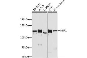Western blot analysis of extracts of various cell lines using NRP1 Polyclonal Antibody at dilution of 1:3000. (Neuropilin 1 anticorps)