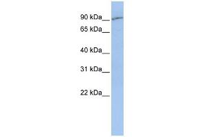 WB Suggested Anti-SLC15A2 Antibody Titration:  0. (SLC15A2 anticorps  (Middle Region))