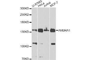 Western blot analysis of extracts of various cell lines, using FLJ20294 Antibody (ABIN5970441) at 1/1000 dilution. (AMBRA1 anticorps)