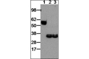 Western Blotting (WB) image for anti-Interleukin-27 subunit beta (IL-27b) antibody (ABIN781990) (EBI3 anticorps)