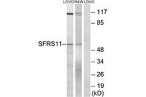 Western blot analysis of extracts from LOVO/RAW264. (SRSF11 anticorps  (AA 211-260))