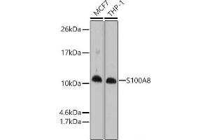 Western blot analysis of extracts of various cell lines using S100A8 Polyclonal Antibody at dilution of 1:1000. (S100A8 anticorps)