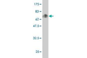 Western Blot detection against Immunogen (69.