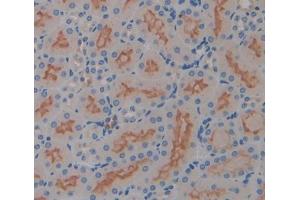 IHC-P analysis of Mouse Tissue, with DAB staining. (IL17RD anticorps  (AA 356-603))