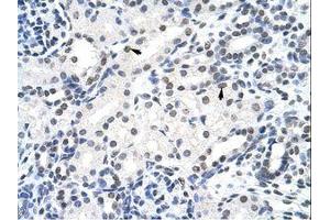 anti-Surfeit 6 (SURF6) (AA 191-240) antibody