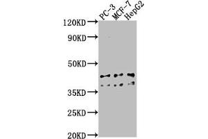 Western Blot Positive WB detected in: PC-3 whole cell lysate, MCF-7 whole cell lysate, HepG2 whole cell lysate All lanes: RHBDD3 antibody at 1:1000 Secondary Goat polyclonal to rabbit IgG at 1/50000 dilution Predicted band size: 41 kDa Observed band size: 41 kDa (RHBDD3 anticorps  (AA 304-323))