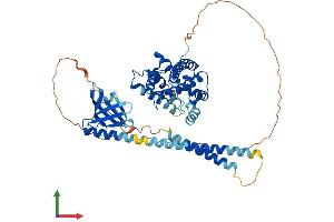 AlphaFold protein structure predicition of Human Recombinant PLEKHA8 Protein, UniprotID Q96JA3