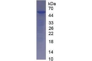 SDS-PAGE of Protein Standard from the Kit (Highly purified E.
