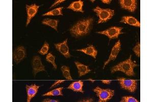 Immunofluorescence analysis of L929 cells using PDHA2 Polyclonal Antibody at dilution of 1:100 (40x lens).