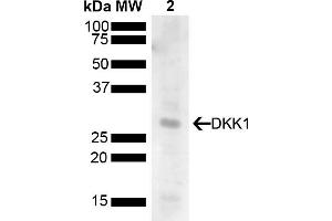 Western blot analysis of Human 293T showing detection of 28. (DKK1 anticorps  (AA 120-220) (PE))