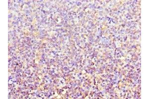 Immunohistochemistry of paraffin-embedded human tonsil tissue using ABIN7143106 at dilution of 1:100 (ACTR3B anticorps  (AA 189-418))