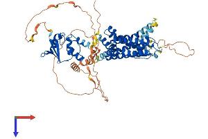 AlphaFold protein structure predicition of Human Recombinant KCNA3 Protein, UniprotID P22001